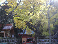 町内各所の銀杏の木が鮮やかな黄色に色づいています