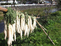 岩科川沿いの大根