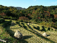 今日の石部棚田