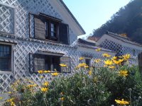 ユリオプスデージー