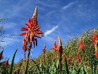岩地で撮ったアロエの花