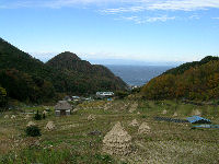 今日の石部棚田