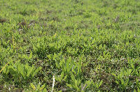 那賀花畑の様子