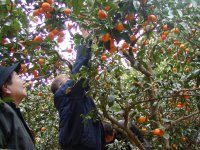 松本市安曇区訪問団みかん狩り