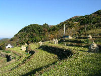 今日の石部棚田