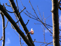 道の駅「花の三聖苑」早咲きのさくら