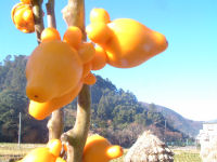 フォックスフェイス