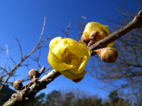 牛原山のロウバイ