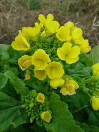 那賀川沿いの菜の花