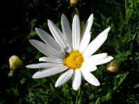 マーガレットの花が咲き始めました