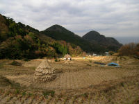 今日の石部棚田です