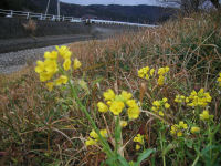 岩科川沿いに菜の花が咲き始めました