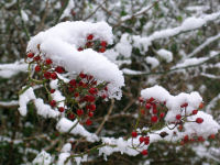 ノイバラの実と雪