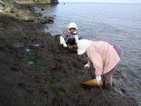岩のり採り解禁