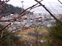 牛原山から