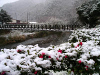 今日のしろかに橋雪景色