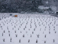 桜葉畑の雪