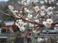 伊那下神社梅