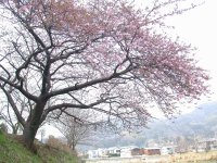 寒桜