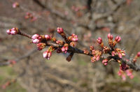 船田の桜