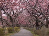 桜のトンネル