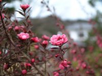 花の三聖苑 花の三聖苑