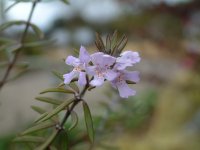 花の三聖苑 花の三聖苑