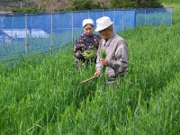 花麦収穫