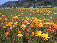 那賀花畑 那賀花畑