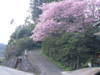 岩科(八木山)の桜 岩科(八木山)の桜