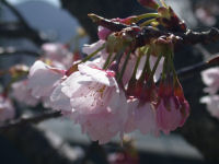 南川の桜