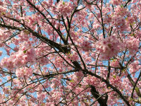 桜 桜