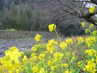 大沢地区サクラ