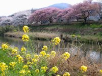 伏倉土手の桜 伏倉土手の桜