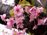 桜の花 桜の花