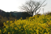 那賀川土手の菜の花 那賀川土手の菜の花