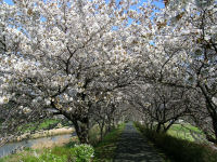 彼岸桜のトンネル