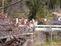 大沢桜 大沢桜