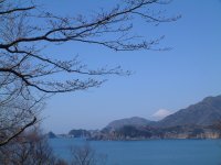 室岩洞サクラ 室岩洞サクラ