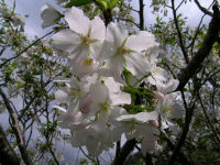 桜 桜