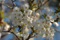 那賀バイパス桜