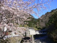 大沢区桜