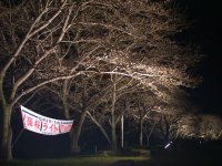 那賀バイパス夜桜ライトアップ