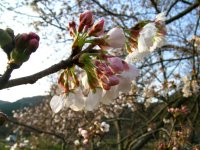 朝日の桜