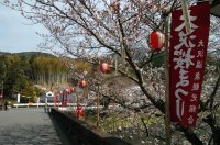 大沢温泉の桜、竹短冊 大沢温泉の桜、竹短冊