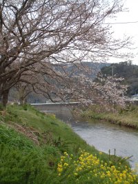 岩科川サクラ 岩科川サクラ
