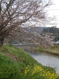 岩科川サクラ