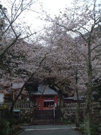 サクラ サクラ