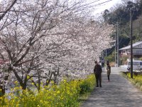大沢温泉桜 大沢温泉桜