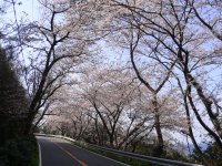 室岩洞桜